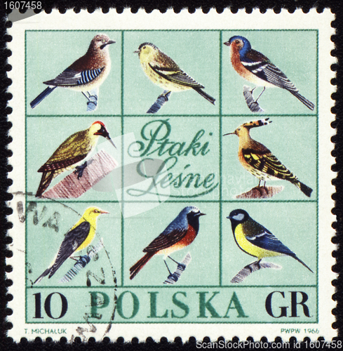 Image of Forest birds on post stamp