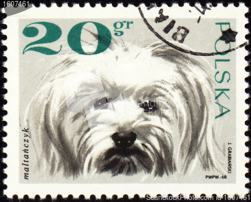 Image of Maltese dog on post stamp