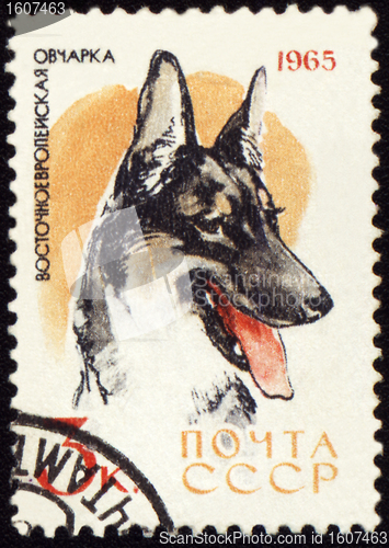 Image of Alsatian dog on post stamp