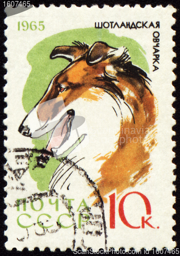 Image of Colly on post stamp