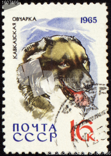 Image of Caucasian Shepherd on post stamp