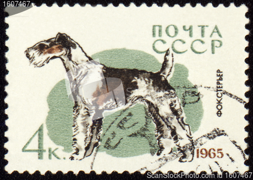 Image of Fox terrier on post stamp