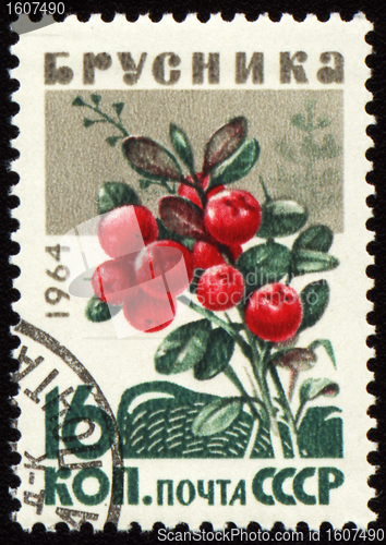 Image of Branch of cowberry on post stamp
