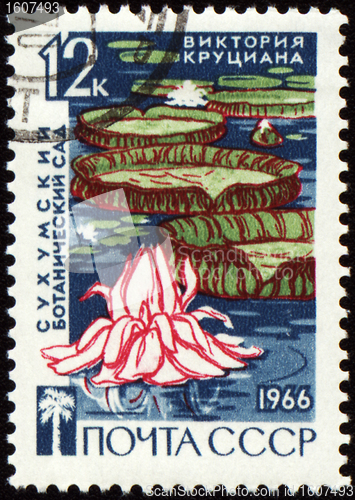 Image of Waterlily in botanical garden on post stamp