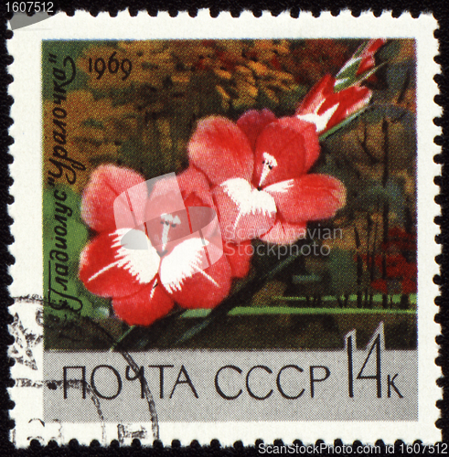 Image of Red gladiolus on post stamp