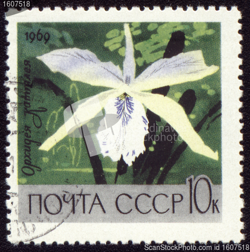 Image of White orchid on post stamp