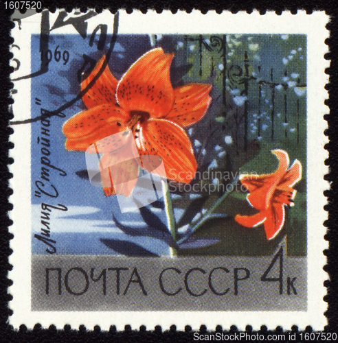 Image of Orange lily on post stamp