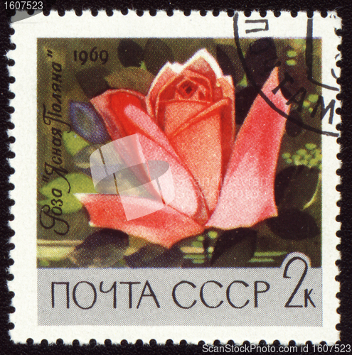 Image of Red rose on post stamp