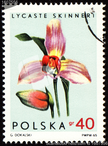 Image of Orchid Lycaste Skinneri on post stamp