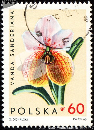 Image of Orchid Vanda Sanderiana on post stamp