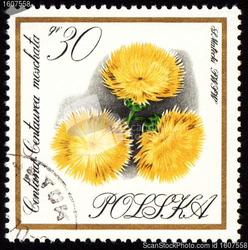 Image of Yellow flowers on post stamp