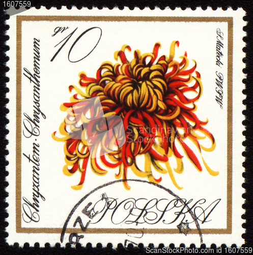 Image of Chrysanthemum on post stamp