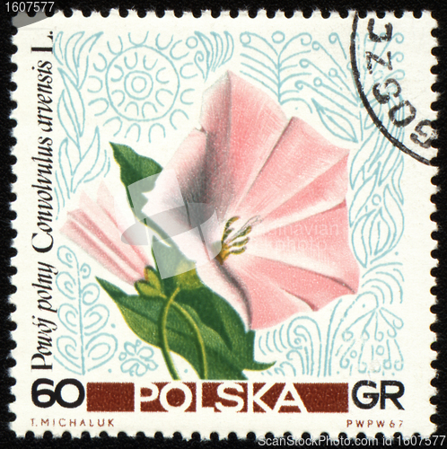 Image of Convolvulus on post stamp