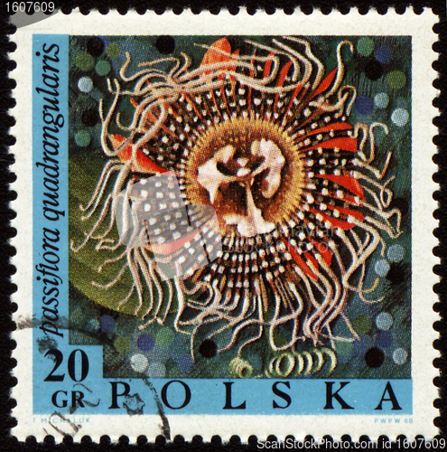 Image of Passion flower on post stamp
