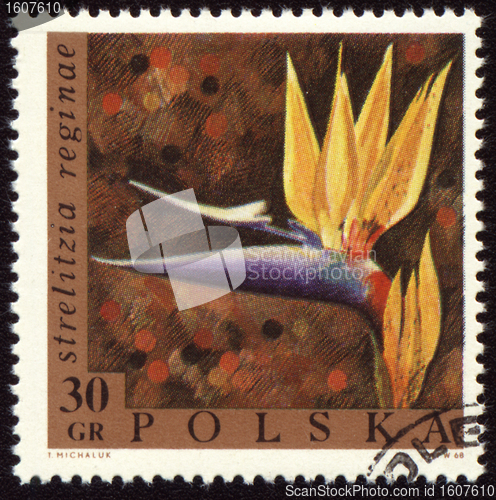 Image of Strelitzia reginae on post stamp