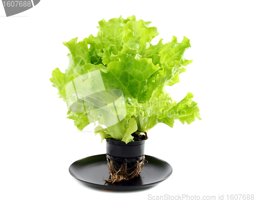 Image of Green salad in a pot.