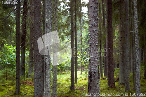 Image of forest