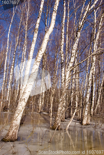 Image of Background birch tree forest snow defrost spring 