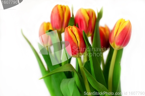 Image of Bunch of tulips