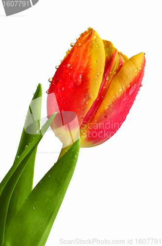 Image of Fresh tulip