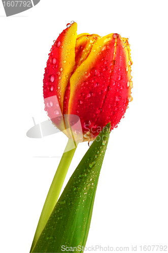 Image of Wet tulip