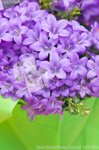 Image of campanula blue a close up