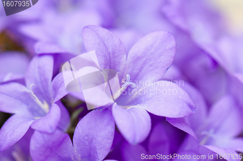 Image of campanula blue a close up