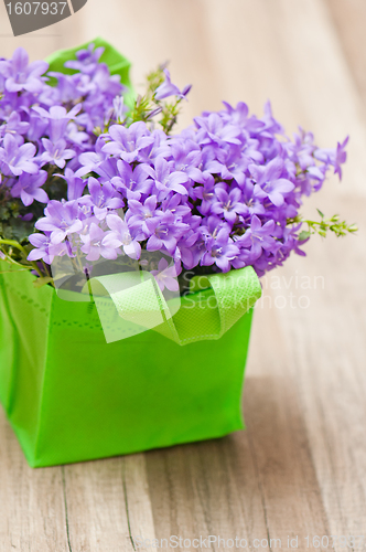 Image of campanula blue a close up