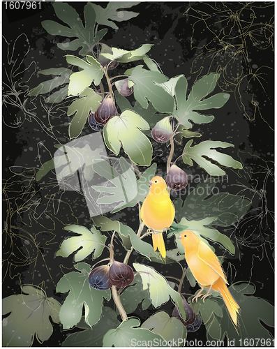 Image of Illustration of canaries sitting on a fig tree. Greeting card with fig tree and canaries