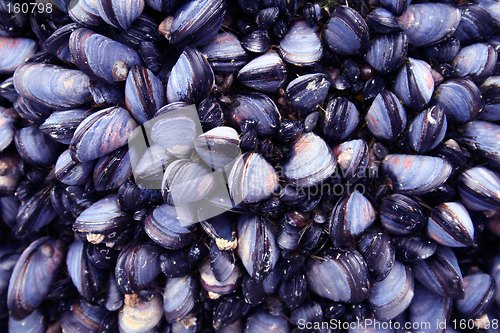 Image of Blue Mussels