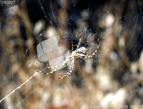 Image of Sun-bathing Spider