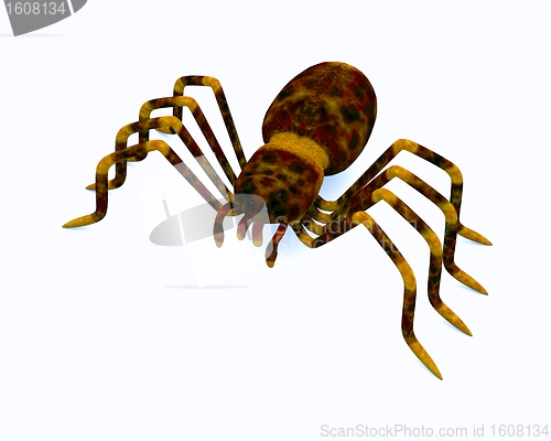 Image of spider