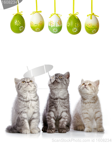 Image of kittens and easter eggs