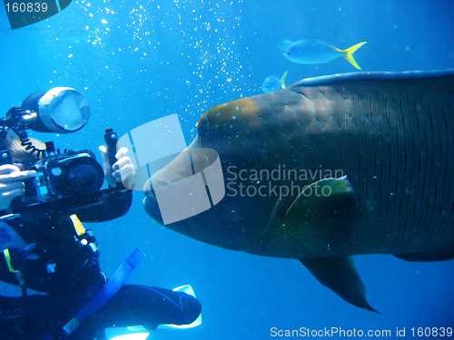 Image of underwater scene