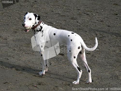 Image of dalmatian dog