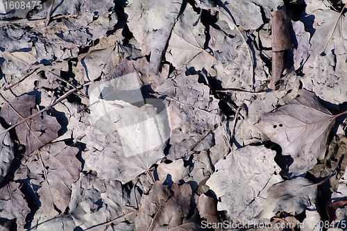 Image of Dry leaves