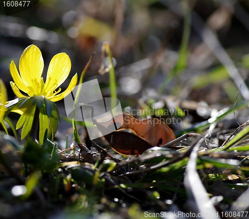 Image of Winter aconite, Eranthis hyemalis 