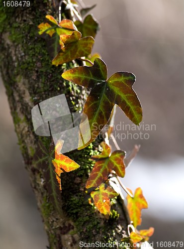 Image of Common Ivy, Hedera helix