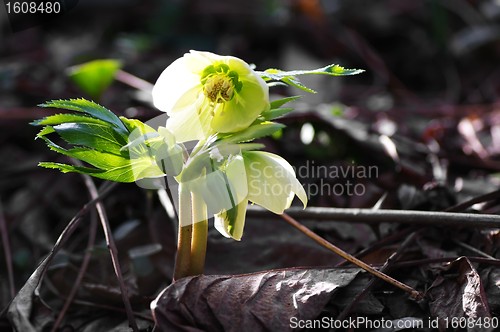 Image of Christmas rose, Helleborus niger