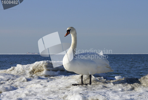 Image of White swan 