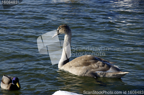 Image of The swan