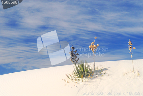 Image of Cactus growing in the White Sand Dunes National Park