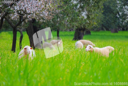 Image of Sheeps in springtime 2