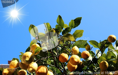 Image of Lemon tree