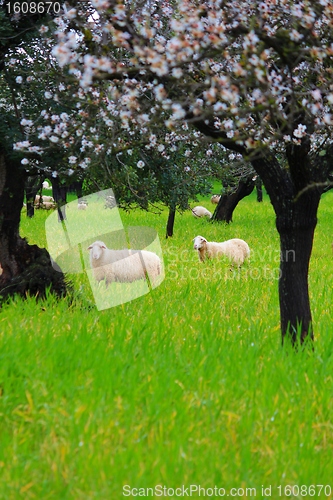 Image of Sheeps in springtime 2