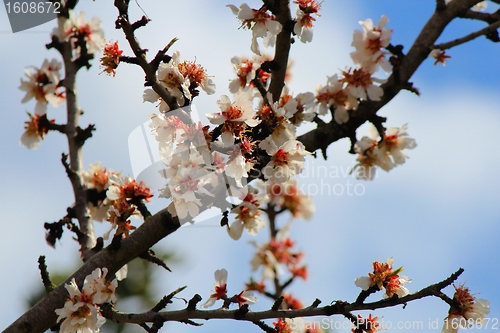 Image of Almond flowering