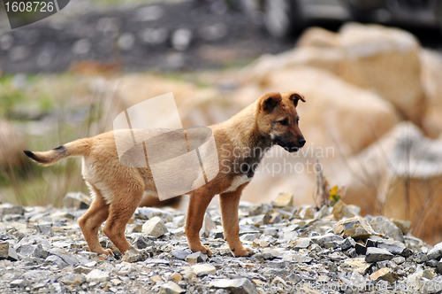 Image of Dog puppy on the rocky ground