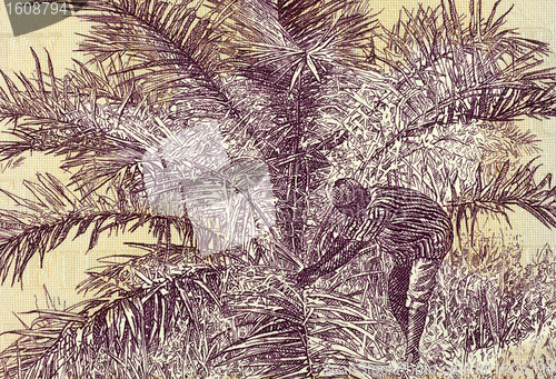 Image of Palm Nut Harvesting