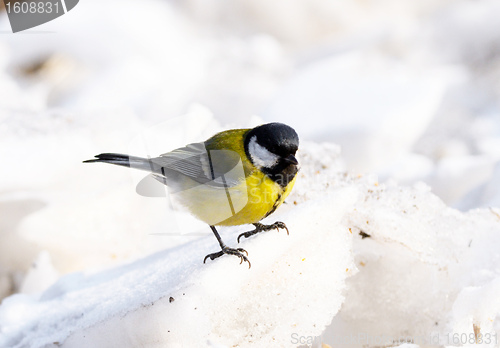 Image of great tit