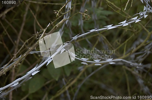 Image of razor wire and brambles